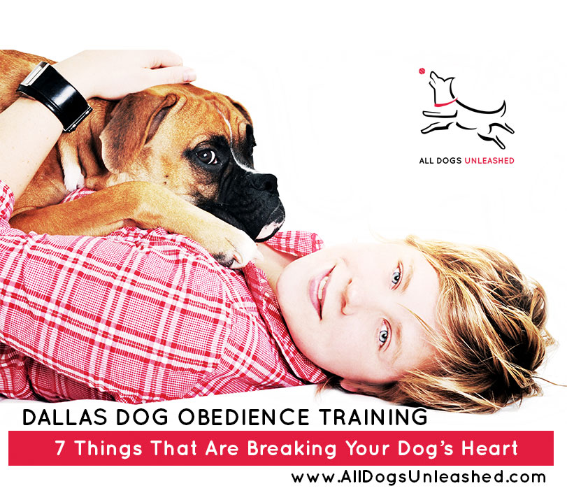 7 Things That Are Breaking Your Dog's Heart All Dogs Unleashed Boise