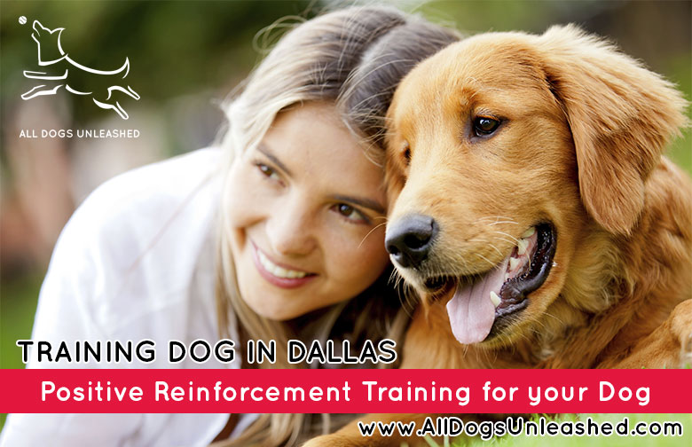 Positive Reinforcement Training For Your Dog All Dogs Unleashed Boise