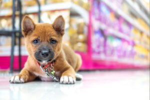 Brown puppy lying on the floor of a pet store during a leash training session in Boise