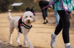 Goldendoodle during outdoor obedience training in Boise