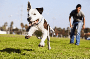 Pit Bull Terrier following a recall cue during training in Eagle, ID