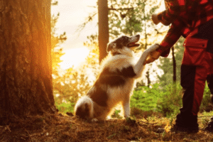 Dog and owner hiking in Boise foothills during training session