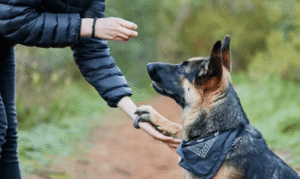 Boise dog receiving reward during reactive training session