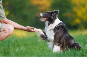 Dog and trainer practicing heel at prominent Boise park