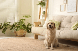 Golden Retriever sitting calmly in Boise living room after dog training
