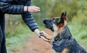Boise dog trainer working with German Shepherd showing attentive posture
