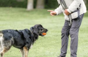 Golden Retriever puppy training in a Boise backyard