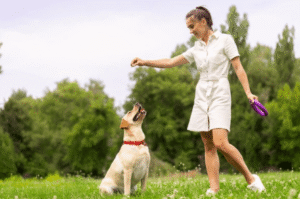 Woman training Labrador with treat in Boise park during stay and train session