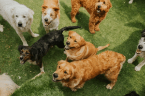 Group of happy dogs of different breeds playing together on green grass at a Boise dog training facility
