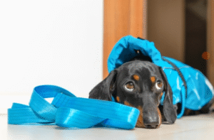 Boise dog resting in safe space during storm