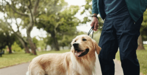 Boise Greenbelt solo walk with partner’s dog