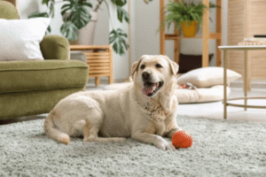 Boise dog resting calmly at home — separation anxiety tip in action