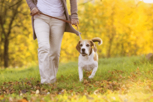 Dog on standard leash walking through a Boise park with guide