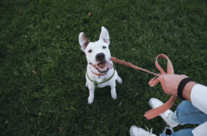 White dog in training sitting calmly on leash in Boise park during etiquette session