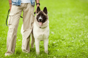 Dog on leash with trainer at Boise park