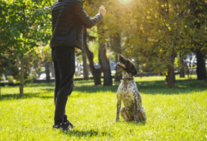 Professional dog trainer working with large breed dog in Boise park