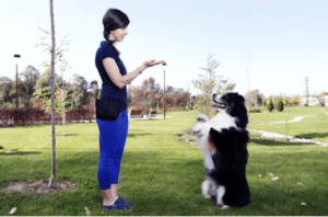 Dog performing obedience command with female trainer in Boise park