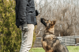 Boise dog trainer giving calm command to German Shepherd at local park