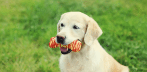  Golden Retriever chewing a red and yellow toy bone on green grass in Boise park