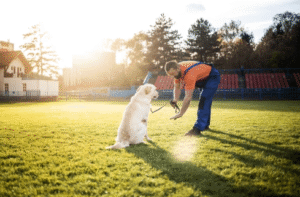 Dog trainer guiding Labrador in Boise home