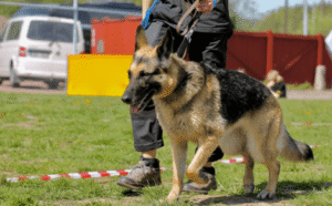 Dog showing raised hackles and stiff body posture during training session