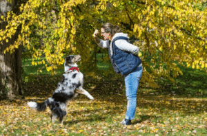 Dog practicing basic obedience commands in a Boise park with local trainer
