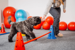 Boise puppy learning basic obedience with trainer outdoors