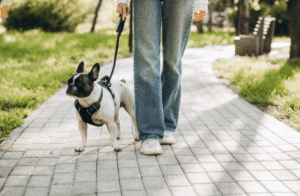 Young puppy walking on leash with trainer at Boise park during foundation training