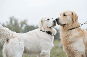 Two Golden Retrievers greeting each other calmly during a training session outdoors, demonstrating Boise dog socialization tips