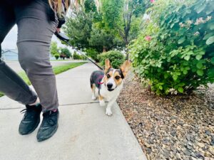 Dog and owner walking downtown Boise amid city distractions