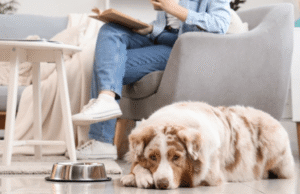 Boise dog resting calmly on living room floor while owner prepares to leave