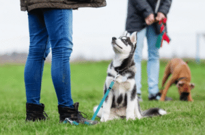 Husky puppy sitting on grass during outdoor dog training class in Boise, looking up at trainer.
