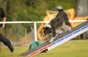 Calm, focused dog practicing impulse control during training session with a local Boise dog trainer at a sunny park
