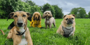 Happy dog interacting with other dogs during a socialization session in a Boise park