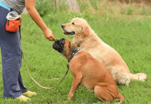 Trainer working one-on-one with large dog at Boise dog training camp outdoors