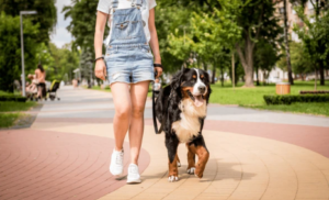 Dog calmly walking with owner in busy Boise park during behavior training
