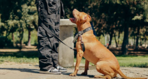 Dog focused on trainer during obedience session at Boise park