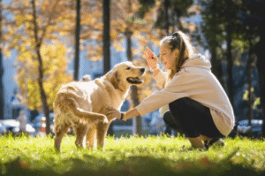 Dog trainer working with a Golden Retriever in a Boise park during obedience session