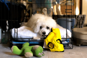 Happy dog crate training in Boise living room