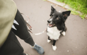 Dog maintaining eye contact with owner on a busy Boise street
