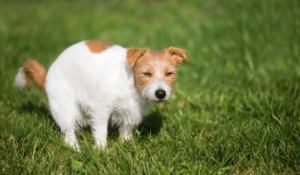 Puppy house training Boise with owner practicing outdoor potty routine