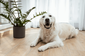Calm dog lying on couch alone in Boise home after behavior training