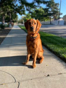 Dog sitting calmly in downtown Boise during leash training