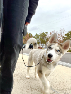 Boise dog trainer helping dog focus outdoors