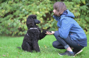 Boise dog trainer teaching a black poodle to shake paw during obedience session in grassy park