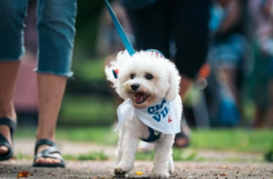 Calm dog walking on leash in downtown Boise with owner