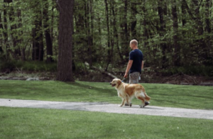 Golden Retriever walking politely on a leash beside owner in a sunny Boise park trail