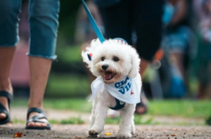 Small white dog in Boise park on leash wearing a "Club VIP" bandana during obedience training walk