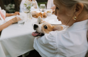 Corgi begging at outdoor dinner table with Boise family