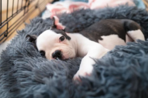 Calm dog resting inside crate at Boise home during crate training